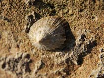 Image of Patella caerulea (Rayed mediterranean limpet)