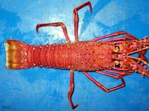 Image of Panulirus cygnus (Australian spiny lobster)