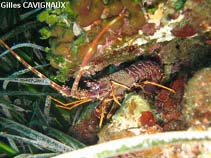 Image of Palinurus elephas (Common spiny lobster)