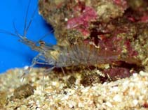 Image of Palaemon serratus (Common prawn)