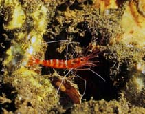 Image of Parhippolyte uveae (Sugarcane shrimp)
