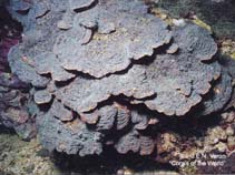 Image of Pavona varians (Fungus coral)