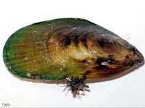 Image of Perna canaliculus (New Zealand green mussels)