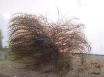Image of Pennaria disticha (Feather hydroid)