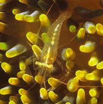 Image of Periclimenes inornatus (Anemone shrimp)