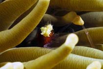 Image of Cuapetes kororensis (Mushroom coral ghost shrimp)
