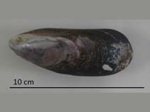 Image of Perna perna (South American rock mussel)