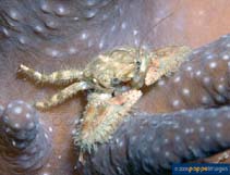 Image of Petrolisthes pubescens (Hairy porcelain crab)