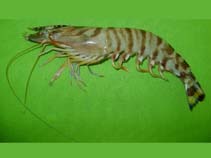 Image of Penaeus semisulcatus (Green tiger prawn)