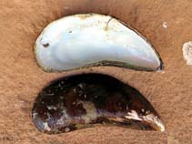 Image of Perna viridis (Asian brown mussel)
