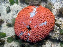 tn_Phtub_u0.jpg