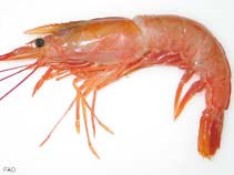 Image of Pleoticus muelleri (Argentine red shrimp)