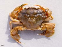 Image of Liocarcinus holsatus (Flying swimming crab)