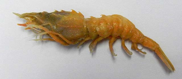 Image of Aegaeon lacazei (Hardshell shrimp)