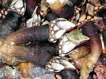 Image of Pollicipes pollicipes (Stalked barnacle)