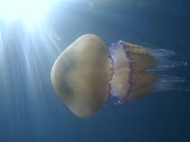 Image of Rhizostoma pulmo (Barrel jellyfish)