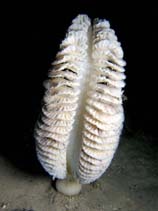 tn_Sagra_u0.jpg