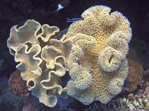 Image of Sarcophyton trocheliophorum (Fleshy soft coral)