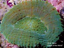 Image of Scolymia cubensis (Artichoke coral)