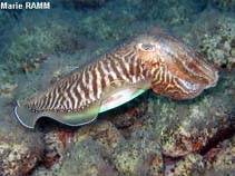 Sepia officinalis, Common cuttlefish : fisheries