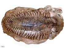 Image of Sepia pharaonis (Pharaoh cuttlefish)