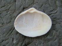 Image of Spisula solida (Solid surf clam)