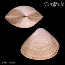 Image of Spisula subtruncata (Subtruncate surf clam)