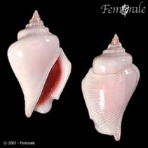 Image of Strombus gibberulus (Gibbose conch)