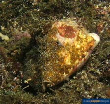 Image of Strombus latissimus (Widest Pacific conch)