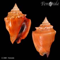 Image of Strombus pugilis (Fighting conch)