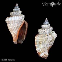 Image of Strombus urceus (Little pitcher conch)