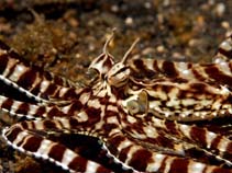 Image of Thaumoctopus mimicus (Mimic octopus)