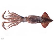 Image of Todarodes sagittatus (European flying squid)
