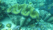 Image of Tridacna gigas (Giant clam)