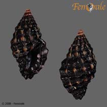 tn_Trnod_u0.jpg