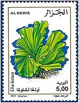 Image of Ulva lactuca (Sea lettuce)